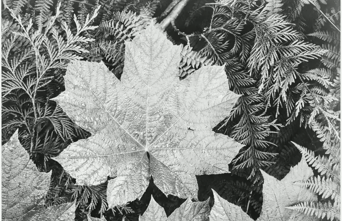 People Search Privacy Checklist visual