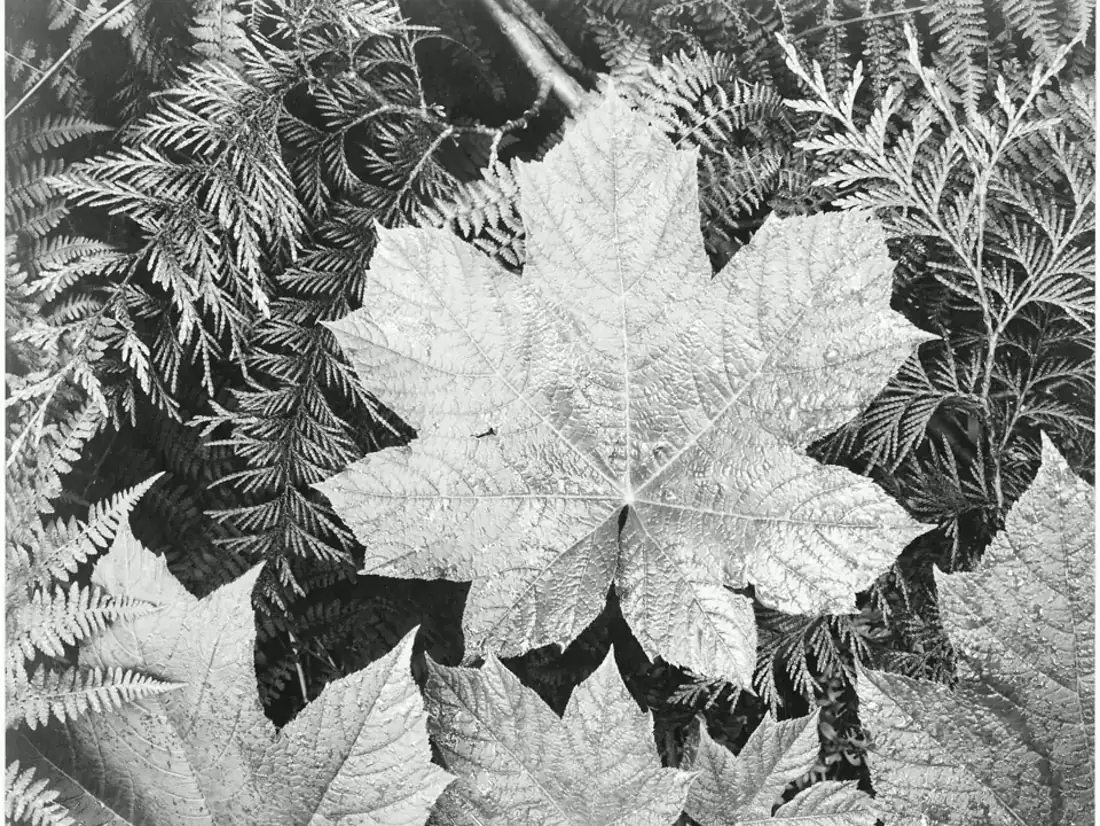 Privacy Opt-Out visual